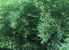 Bamboo red margin for sale  Shingletown