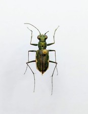 cicindela usato cicindela usato Roma