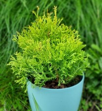 2ltr thuja occidentalis for sale  NELSON