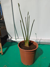 Strelitzia juncea 60cm gebraucht kaufen Strelitzia juncea 60cm gebraucht kaufen  Nordkirchen