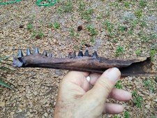 alligator teeth for sale alligator teeth for sale Jacksonville