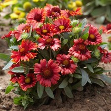 Easy grow gaillardia for sale  San Marcos