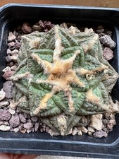 Ariocarpus suratus own usato  Valdastico