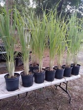Lemongrass live plants d'occasion  Expédié en Belgium