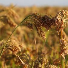 100 graines panicum usato  Spedire a Italy