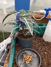 Alocasia bambino corms for sale  YORK