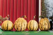 Kettle corn pumpkin for sale  Springfield