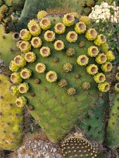 Opuntia galapageia var. for sale  Jurupa Valley