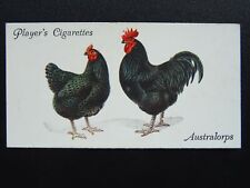 australorp for sale australorp for sale UK