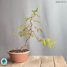 Bonsai conifere resistente usato  Merate