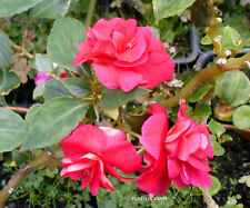 Impatiens double rouge d'occasion  Villemandeur