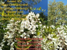 Robinie robinia pseudoacacia gebraucht kaufen  Langenfeld (Rheinland)