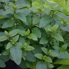 Perfect plants chocolate for sale  HAILSHAM
