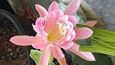 Nice epiphyllum orchid for sale  San Francisco