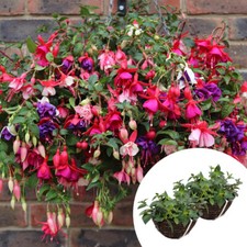 Pair preplanted fuchsia for sale  PETERBOROUGH