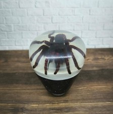 Botão de câmbio de marchas tarântula aranha real subaquática resina acrílica base azul_v3 comprar usado  Enviando para Brazil
