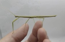 Carausius morosus indian for sale  GRANTHAM