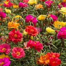 Moss rose portulaca for sale  HOLT