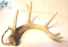 Deer antler christmas for sale  Philadelphia
