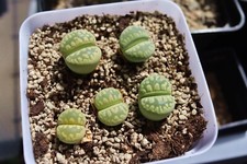 Lithops tzeniana green gebraucht kaufen  Freiberg