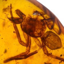 Spider burmese burmite for sale  GILLINGHAM