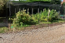 Fruit cage made for sale  TENTERDEN