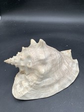 Vtg queen conch for sale  Winamac