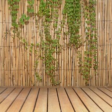 Jumbo reed bamboo for sale  Ashford