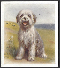 Phillips puppies 13 for sale  TAMWORTH