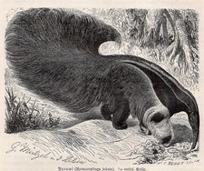 Giant anteater striking for sale  Brooklyn