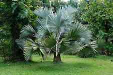 Bismarckia nobilis silver usato  Spedire a Italy