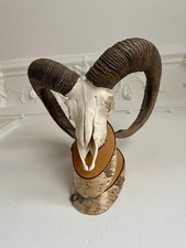 Mufflon widder jagdtrophäe gebraucht kaufen  Hamburg