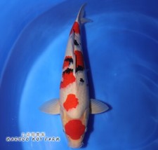 Imported japanese koi for sale  La Center