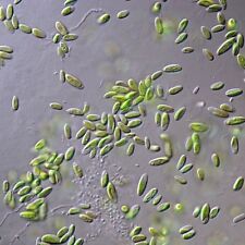 Paramecium culture for sale  GLASGOW