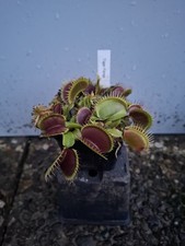 Dionaea muscipula tiger gebraucht kaufen Dionaea muscipula tiger gebraucht kaufen  Wallenhorst