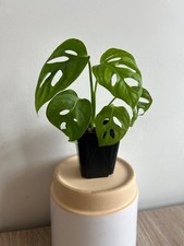 Monstera adansonii juvenile for sale  COVENTRY