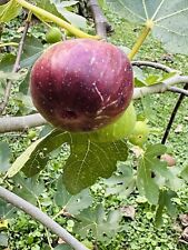 Chicago hardy fig for sale  South Point