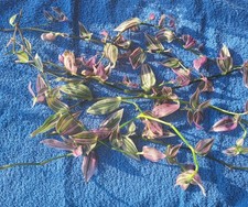 Stecklinge tradescantia flumin gebraucht kaufen  Blieskastel