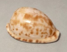 Meeresschnecke cypraea edentul gebraucht kaufen  Illertissen