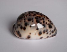 Cypraea tigris d'occasion  Gazeran