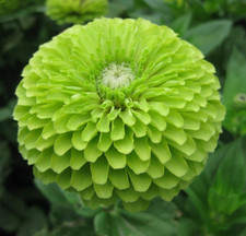 Green zinnia flower for sale  Berwyn