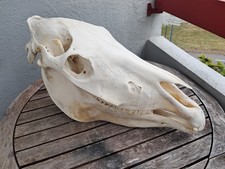Crâne cheval 1707 d'occasion  Lorient