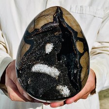5.5lb natural turtle for sale  Burlington