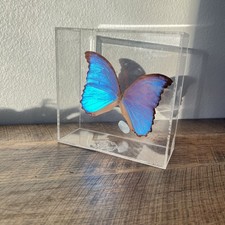 Blue morpho butterfly for sale  Ontario