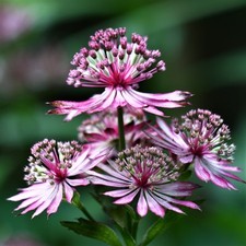 Easy grow astrantia for sale  Milwaukee