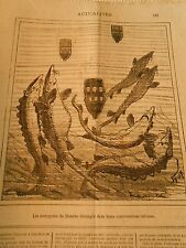 Cartoon 1877 danube d'occasion  Expédié en Belgium