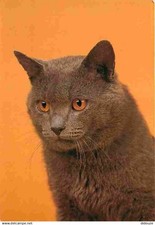 Animals cats british d'occasion  Expédié en Belgium