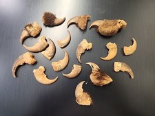Lot animal claws for sale  Carthage