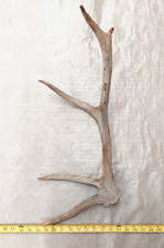 Real elk antler for sale  USA
