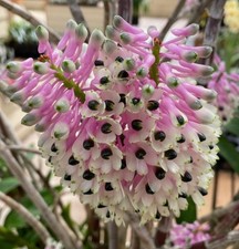 Dendrobium smillieae giant for sale  New Orleans